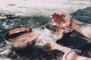 kanavan_panimo_jyvia